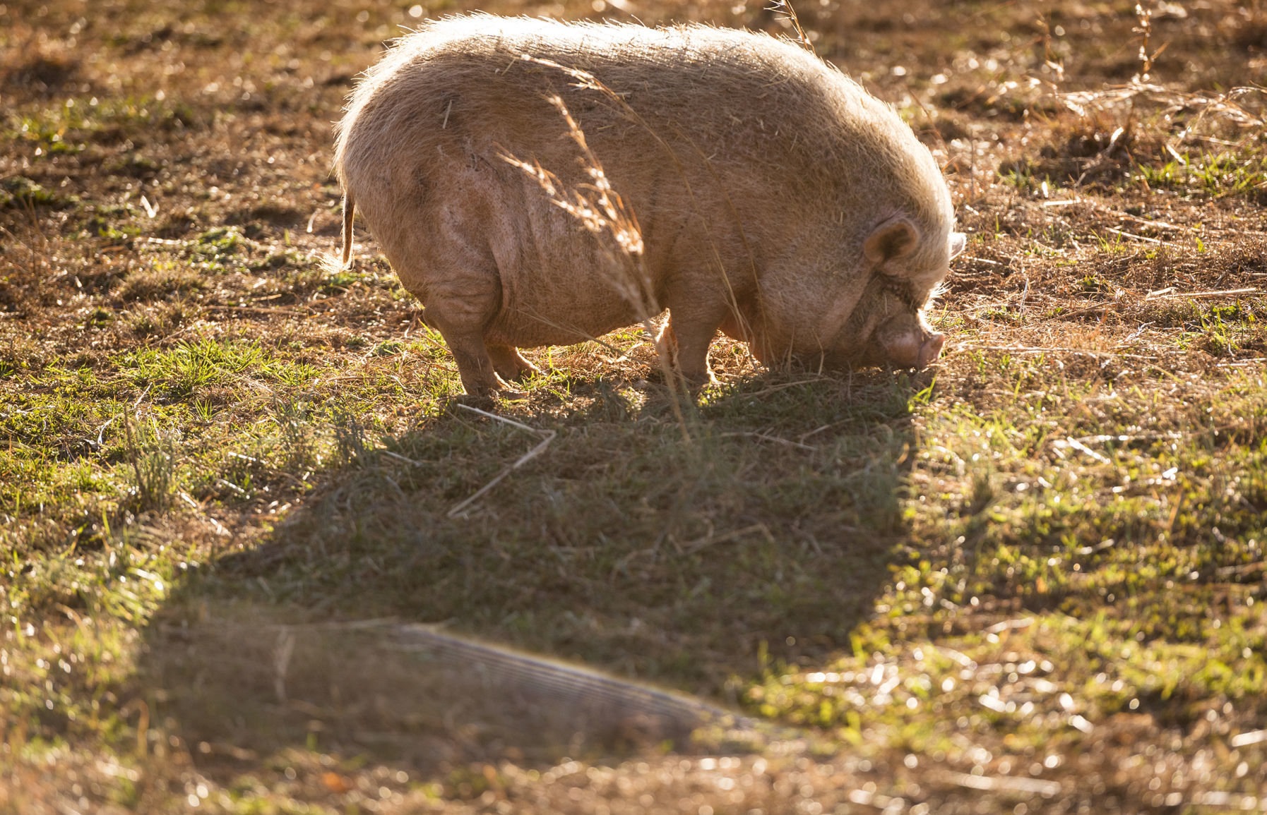 Pigs
